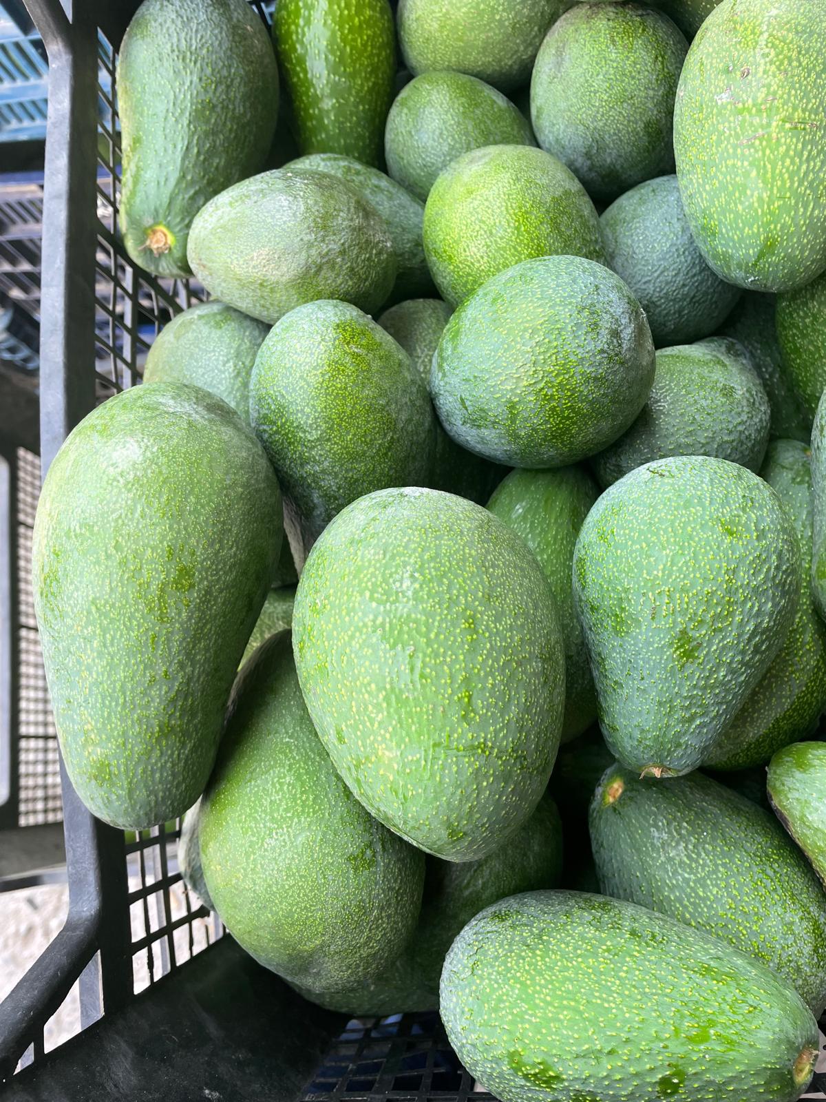 Zahidenin Tropikal Bahçesi 